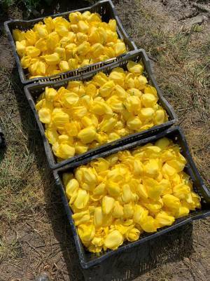 約7,000輪のチューリップを富山南警察署に提供「TOYAMA SMILE FLOWER CARPET 2023」に賛同し、 4月25日に保育園児らとフラワーカーペット製作