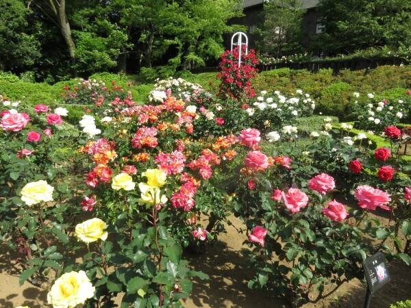 旧古河庭園「春のバラフェスティバル」5月9日最新開花情報！