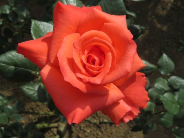 旧古河庭園「春のバラフェスティバル」5月9日最新開花情報！