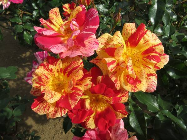 旧古河庭園「春のバラフェスティバル」5月9日最新開花情報！