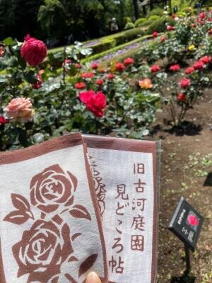 旧古河庭園「春のバラフェスティバル」5月9日最新開花情報！