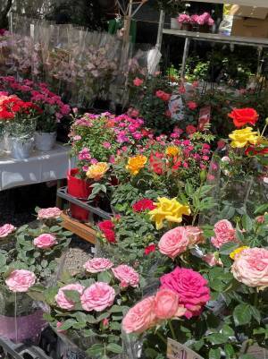 旧古河庭園「春のバラフェスティバル」5月9日最新開花情報！