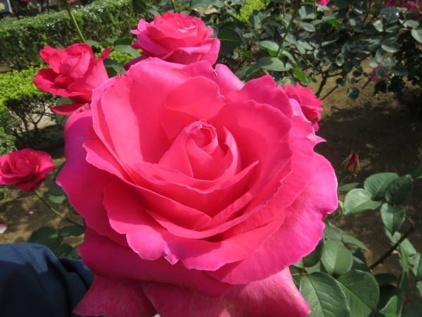 旧古河庭園「春のバラフェスティバル」5月9日最新開花情報！