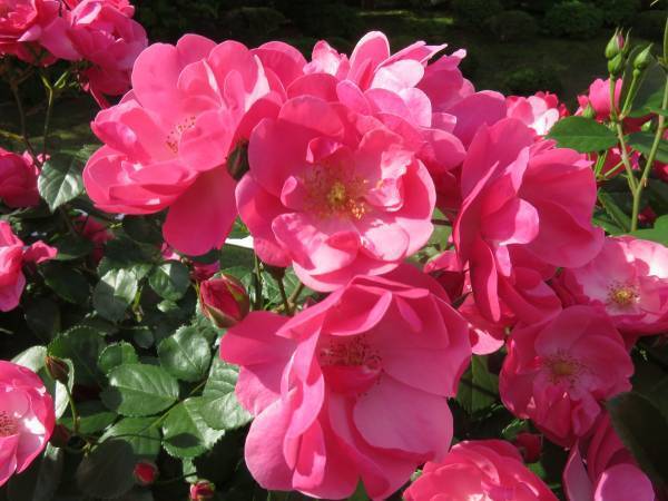 旧古河庭園「春のバラフェスティバル」5月9日最新開花情報！