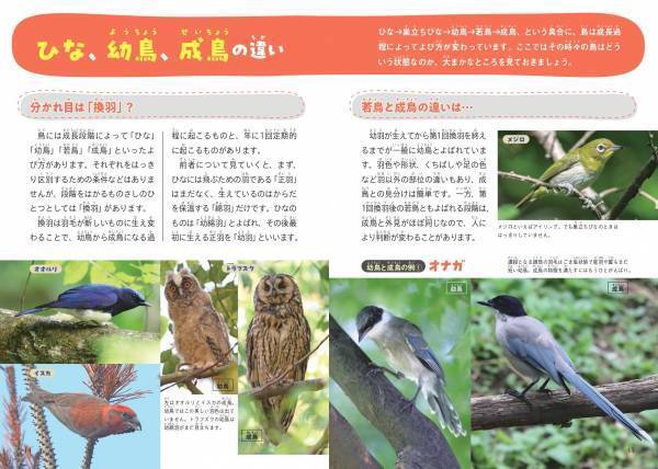 みんなちがって、みんなスゴい！ 『鳥の親子&子育て図鑑』が11月2日発売