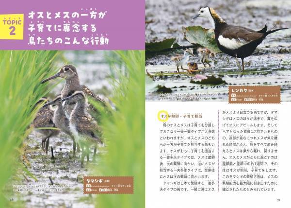 みんなちがって、みんなスゴい！ 『鳥の親子&子育て図鑑』が11月2日発売
