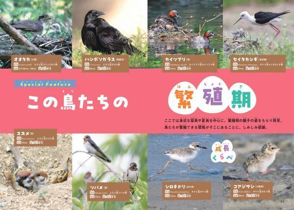 みんなちがって、みんなスゴい！ 『鳥の親子&子育て図鑑』が11月2日発売