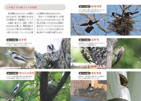 みんなちがって、みんなスゴい！ 『鳥の親子&子育て図鑑』が11月2日発売