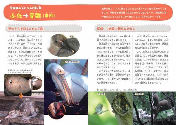 みんなちがって、みんなスゴい！ 『鳥の親子&子育て図鑑』が11月2日発売