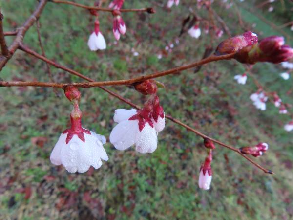 小山内裏公園　ちょこっとボランティア　2月19日（日）開催！