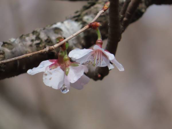 小山内裏公園　ちょこっとボランティア　2月19日（日）開催！