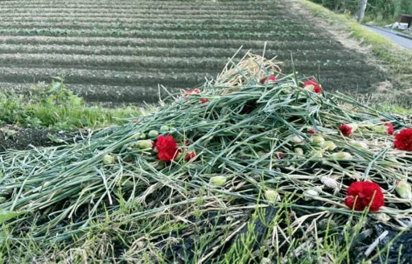 【フラワーロス】夏のお花の楽しみ方～花屋で花すくいイベント開催