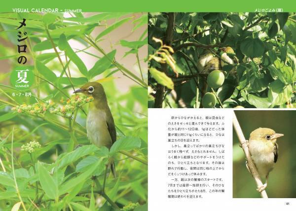 日本人が愛してきた野鳥、メジロの世界を大解剖！『にっぽんのメジロ』7月18日公開