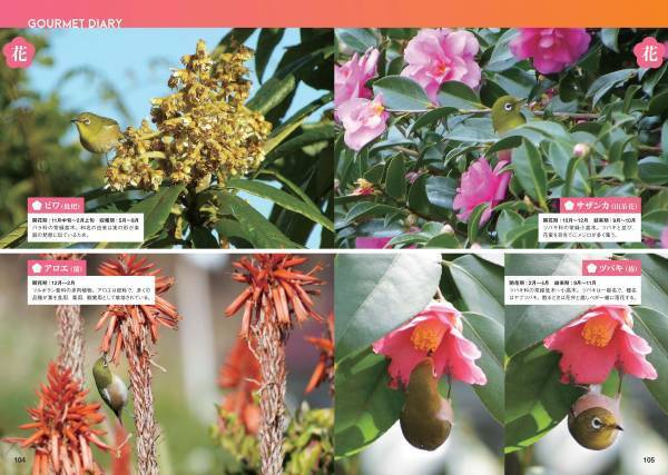 日本人が愛してきた野鳥、メジロの世界を大解剖！『にっぽんのメジロ』7月18日公開