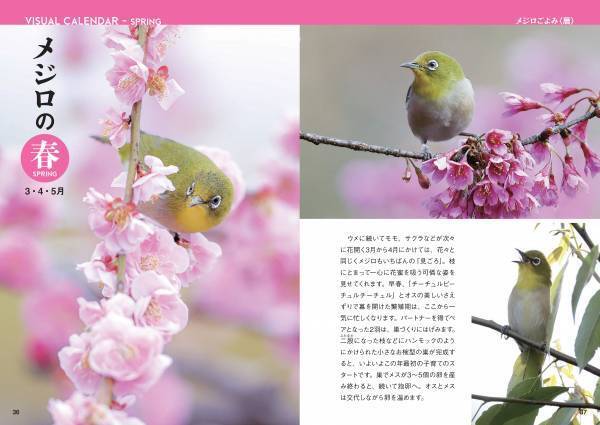 日本人が愛してきた野鳥、メジロの世界を大解剖！『にっぽんのメジロ』7月18日公開