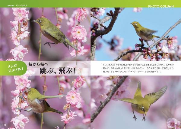 日本人が愛してきた野鳥、メジロの世界を大解剖！『にっぽんのメジロ』7月18日公開