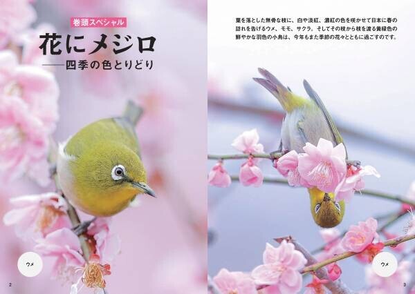 日本人が愛してきた野鳥、メジロの世界を大解剖！『にっぽんのメジロ』7月18日公開