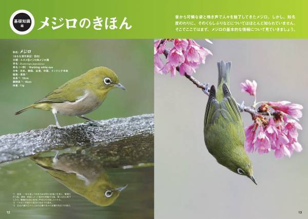 日本人が愛してきた野鳥、メジロの世界を大解剖！『にっぽんのメジロ』7月18日公開