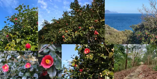 長崎県・新上五島町　もっと椿を好きになるイベント「椿日和」開催！