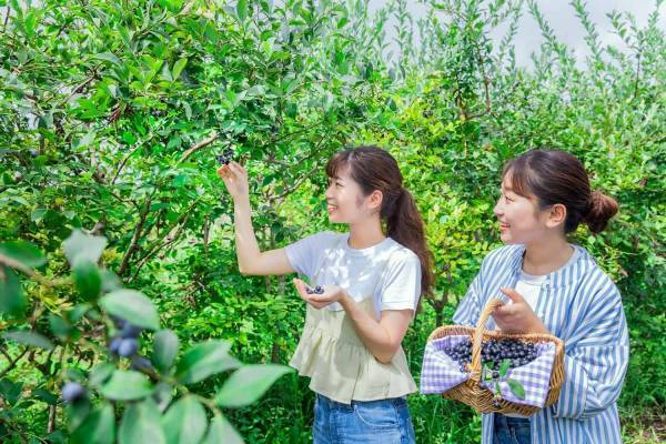 【BEB5土浦】摘み立てブルーベリーかき氷でさわやかに過ごすアクティビティ「Very Berryブルーベリーかき氷サイクリング」開催～特製の氷を自転車に積んで農園までサイクリング！～｜期間：2023年7月1日〜8月14日