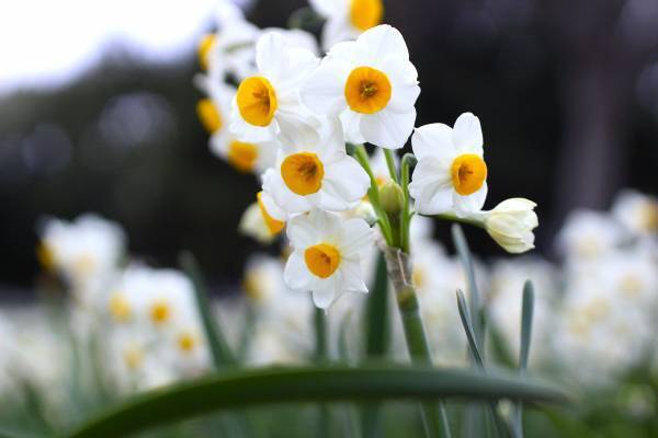 【2/3（土）・2/4（日）】約5万7千球のスイセンが咲き誇る！葛西臨海公園「水仙まつり」を開催します