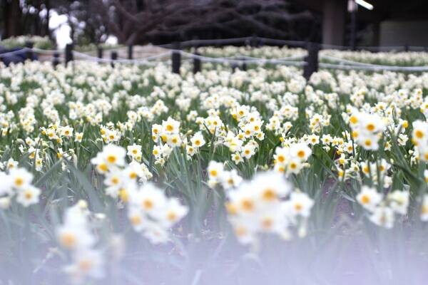 【2/3（土）・2/4（日）】約5万7千球のスイセンが咲き誇る！葛西臨海公園「水仙まつり」を開催します