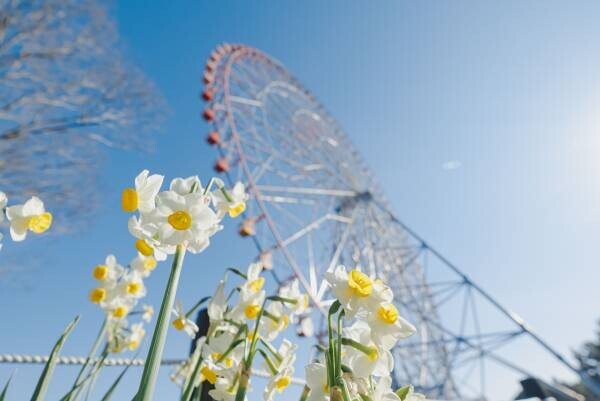 【2/3（土）・2/4（日）】約5万7千球のスイセンが咲き誇る！葛西臨海公園「水仙まつり」を開催します