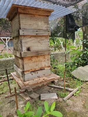 「幻の蜂蜜」とも言われる貴重な蜂蜜 日本の在来種であるニホンミツバチが集めた蜂蜜が新登場
