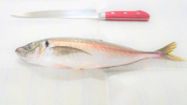 大阪国際大学短期大学部栄養学科×京阪百貨店―「プロから学ぶお魚のさばき方＆料理教室」に久木教授とセミナー生が協力―