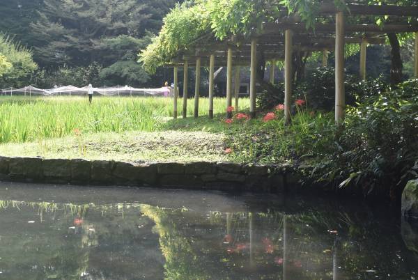 【小石川後楽園】「ヒガンバナ」が咲き始めたことをお知らせします