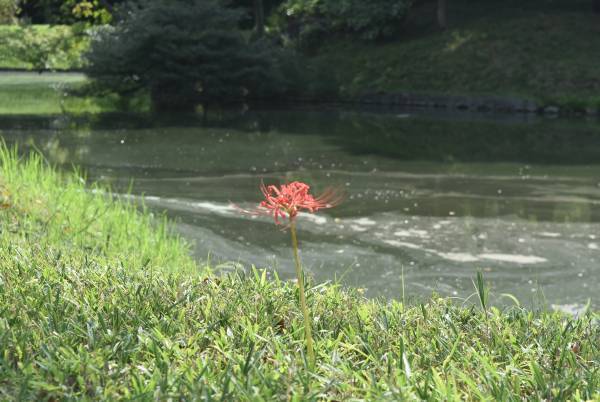 【小石川後楽園】「ヒガンバナ」が咲き始めたことをお知らせします