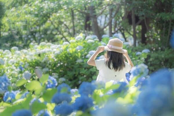 【ロッジ舞洲】大阪・舞洲のリゾート施設が5月26日（金）～７月2日(日)、恒例の「あじさい展」開催！色とりどりの紫陽花の絶景でおもてなし