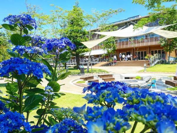 【ロッジ舞洲】大阪・舞洲のリゾート施設が5月26日（金）～７月2日(日)、恒例の「あじさい展」開催！色とりどりの紫陽花の絶景でおもてなし