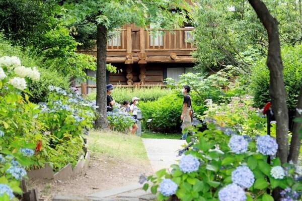 【ロッジ舞洲】大阪・舞洲のリゾート施設が5月26日（金）～７月2日(日)、恒例の「あじさい展」開催！色とりどりの紫陽花の絶景でおもてなし