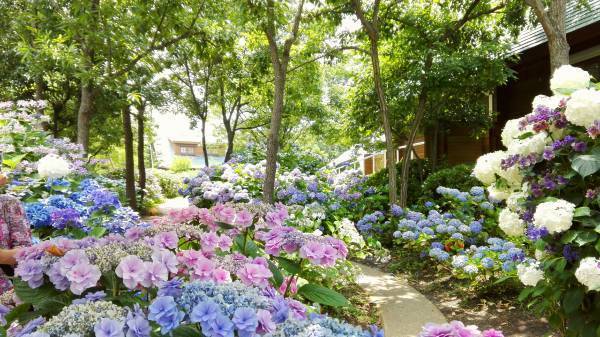【ロッジ舞洲】大阪・舞洲のリゾート施設が5月26日（金）～７月2日(日)、恒例の「あじさい展」開催！色とりどりの紫陽花の絶景でおもてなし