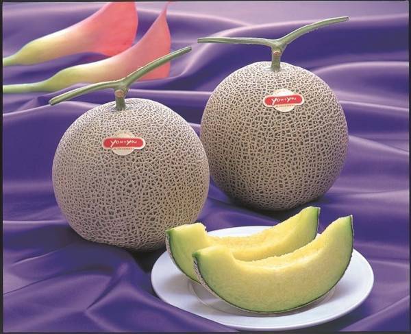 産地直送通販サイト「ＪＡタウン」の「ｙｏｕ＋ｙｏｕくまもと 農畜産物市場」で「国産農畜産物のお客様送料負担なしキャンペーン」を１１月末まで開催中！