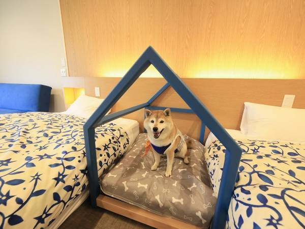 北軽井沢・西伊豆・蓼科の愛犬宿にてハロウィンキャンペーン開催 ＜2023年10月13日～10月31日＞ワンちゃん仮装でプレゼントゲット！