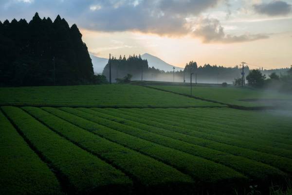 【界 霧島】知られざるお茶処 鹿児島県霧島市で霧島茶の魅力と出会う宿泊プラン「霧島新茶滞在」を販売開始～霧島茶×芋焼酎のペアリング、霧島茶で現代湯治、絶景の茶畑で新茶摘み～｜期間：2023年4月20日〜6月20日