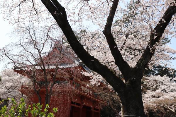 【清水公園】2000本の桜が咲き誇る！さくらまつりが3月18日から4年ぶりに開催！