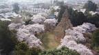 【清水公園】2000本の桜が咲き誇る！さくらまつりが3月18日から4年ぶりに開催！