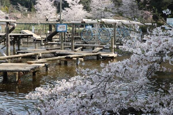【清水公園】2000本の桜が咲き誇る！さくらまつりが3月18日から4年ぶりに開催！