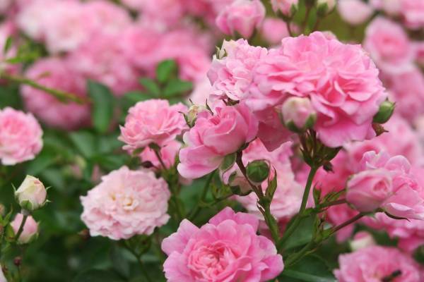 【いよいよ開催！！】春のバラフェスティバル　4月28日（金）～6月30日（金）