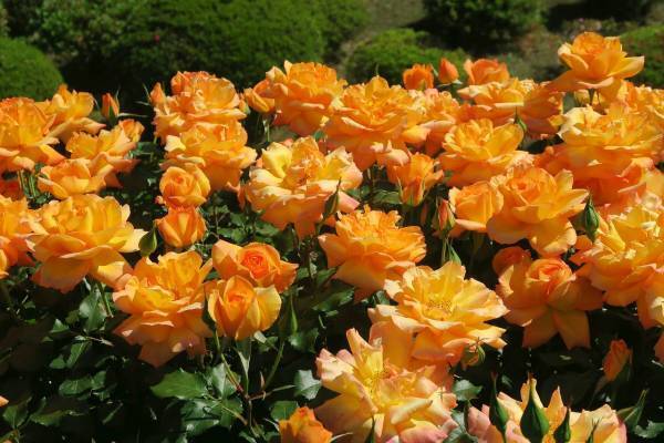 【いよいよ開催！！】春のバラフェスティバル　4月28日（金）～6月30日（金）