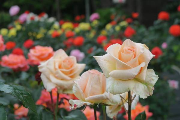 【いよいよ開催！！】春のバラフェスティバル　4月28日（金）～6月30日（金）