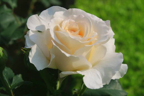 【いよいよ開催！！】春のバラフェスティバル　4月28日（金）～6月30日（金）