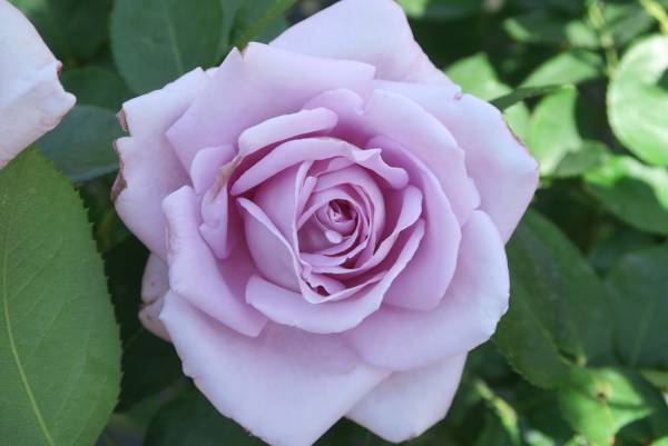 【いよいよ開催！！】春のバラフェスティバル　4月28日（金）～6月30日（金）