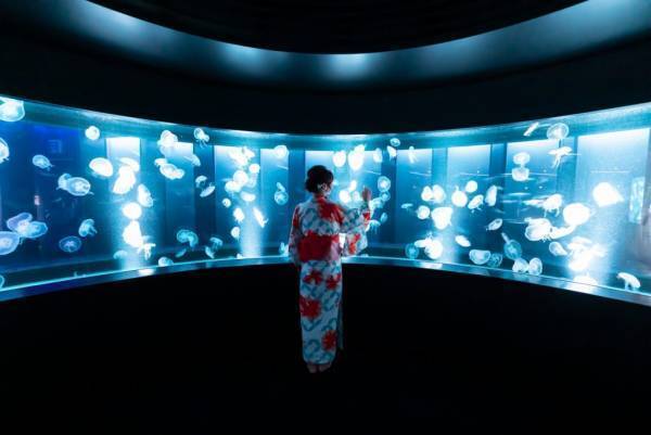 Twitterで話題の「クラゲ帯結び」が特別に商品化！3日間開催の店頭イベントで数量限定販売！