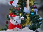 愛犬と泊まれる宿にてクリスマスプラン販売開始 ＜2023年12月23日～12月25日限定＞愛犬用ピザやデザート特典も