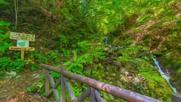 学園生活コミュニティ「キャラフレ」｜『檜原村都民の森・ブナの路』ハイキングイベントのお知らせ