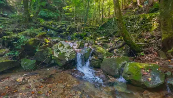 学園生活コミュニティ「キャラフレ」｜『檜原村都民の森・ブナの路』ハイキングイベントのお知らせ